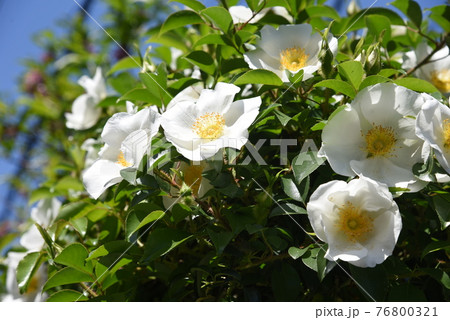 ナニワイバラ(難波茨)の花 ナニワイバラ(難波茨)の花 76800321