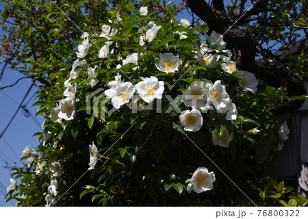 ナニワイバラ(難波茨)の花 ナニワイバラ(難波茨)の花 76800322