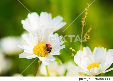 白い花とてんとう虫の写真素材