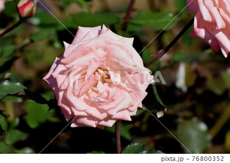 調布市深大寺元町の植物園に咲くピンクのバラ(モダンローズ バイオレット・カーソン)の花 調布市深大寺元町の植物園に咲くピンクのバラ(モダンローズ バイオレット・カーソン)の花 76800352
