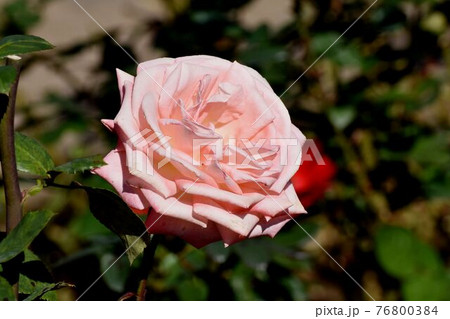 調布市深大寺元町の植物園に咲くオレンジ色のバラ(モダンローズ ジャニナ)の花 76800384