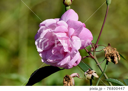 調布市深大寺元町の植物園に咲くピンクのバラ(原種交雑種オールド・ブラッシュ)の花 調布市深大寺元町の植物園に咲くピンクのバラ(原種交雑種オールド・ブラッシュ)の花 76800447