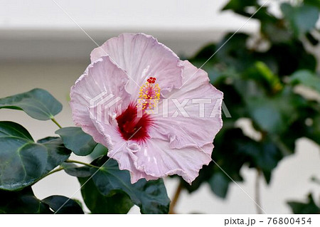 調布市深大寺元町の植物園に咲く淡いピンクのハイビスカスの花の写真素材
