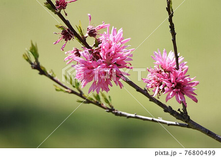 キクモモ 76800499