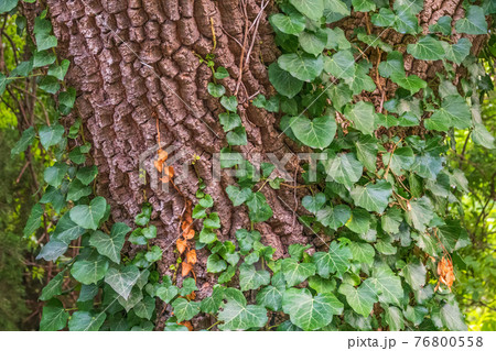 Climbing plant on a tree trunk. Natural background Climbing plant on a tree trunk. Natural background 76800558