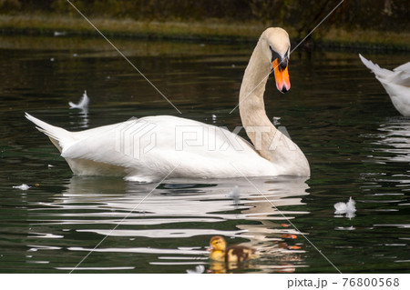 A graceful white swan swimming on a lake with dark green water. The white swan is reflected in the water A graceful white swan swimming on a lake with dark green water. The white swan is reflected in the water 76800568
