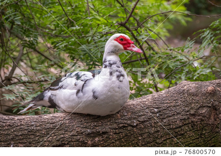 White and black duck with red head, The Muscovy duck, sits on the tree on the shore of the pond. White and black duck with red head, The Muscovy duck, sits on the tree on the shore of the pond. 76800570