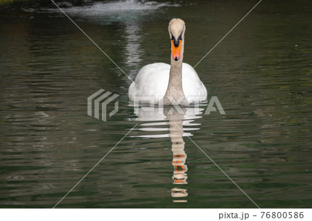 A graceful white swan swimming on a lake with dark green water. The white swan is reflected in the water A graceful white swan swimming on a lake with dark green water. The white swan is reflected in the water 76800586