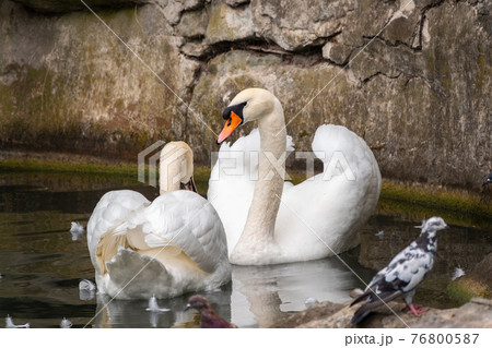 Two graceful white swans swim in the dark water. Two graceful white swans swim in the dark water. 76800587