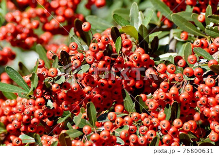 調布市深大寺元町の植物園になる赤いピラカンサ(トキワサンザシ)の実 76800631