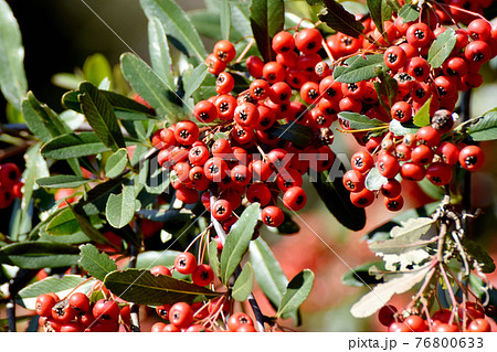 調布市深大寺元町の植物園になる赤いピラカンサ(トキワサンザシ)の実 76800633