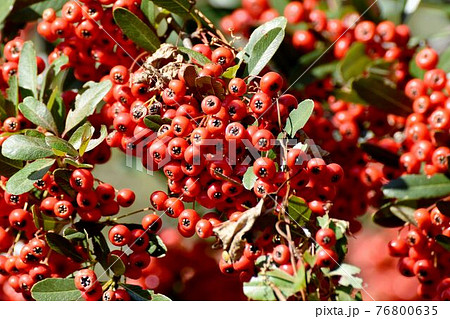 調布市深大寺元町の植物園になる赤いピラカンサ(トキワサンザシ)の実 76800635
