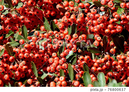 調布市深大寺元町の植物園になる赤いピラカンサ(トキワサンザシ)の実 76800637