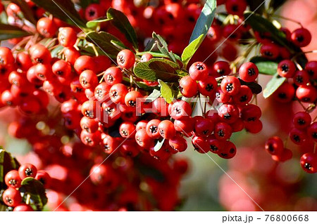 調布市深大寺元町の植物園になる赤いピラカンサ(トキワサンザシ)の実 76800668