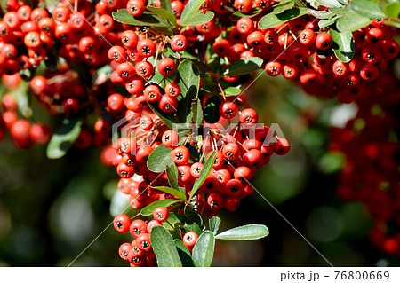 調布市深大寺元町の植物園になる赤いピラカンサ(トキワサンザシ)の実 76800669