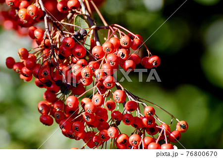 調布市深大寺元町の植物園になる赤いピラカンサ(トキワサンザシ)の実 調布市深大寺元町の植物園になる赤いピラカンサ(トキワサンザシ)の実 76800670