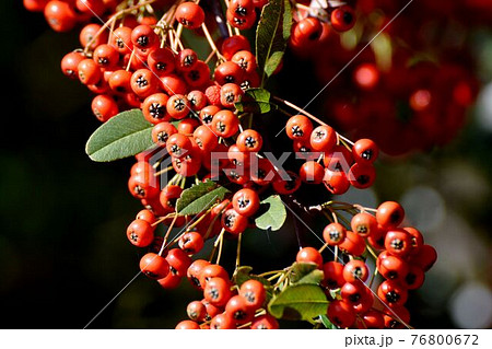 調布市深大寺元町の植物園になる赤いピラカンサ(トキワサンザシ)の実 76800672