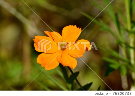 調布市深大寺元町の植物園に咲くオレンジ色のキバナコスモスの花 調布市深大寺元町の植物園に咲くオレンジ色のキバナコスモスの花 76800738