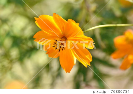 調布市深大寺元町の植物園に咲くオレンジ色のキバナコスモスの花 76800754