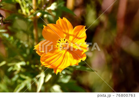 調布市深大寺元町の植物園に咲くオレンジ色のキバナコスモスの花 76800763
