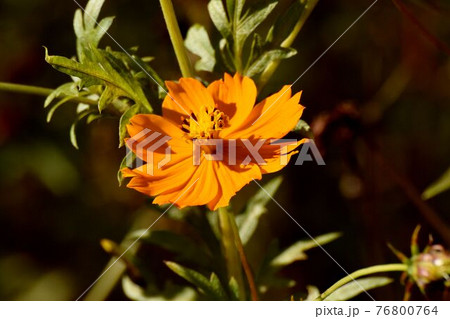 調布市深大寺元町の植物園に咲くオレンジ色のキバナコスモスの花 76800764