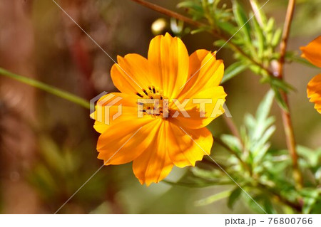 調布市深大寺元町の植物園に咲くオレンジ色のキバナコスモスの花 76800766