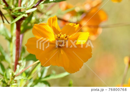 調布市深大寺元町の植物園に咲くオレンジ色のキバナコスモスの花 調布市深大寺元町の植物園に咲くオレンジ色のキバナコスモスの花 76800768