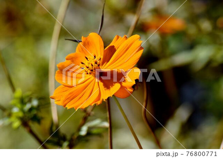 調布市深大寺元町の植物園に咲くオレンジ色のキバナコスモスの花 調布市深大寺元町の植物園に咲くオレンジ色のキバナコスモスの花 76800771