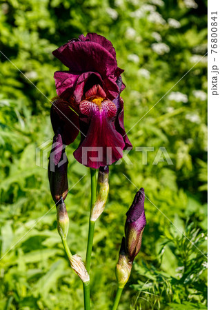Beautiful iris flower on flowerbed in garden 76800841