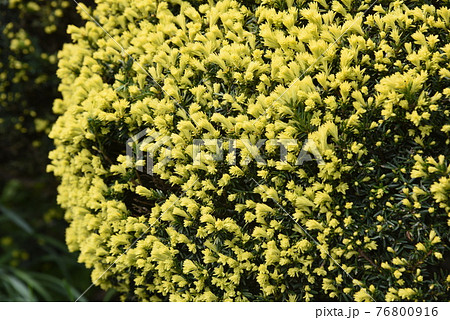 黄金キャラボク　金キャラ　キンキャラ 黄金キャラボク 金キャラ キンキャラ