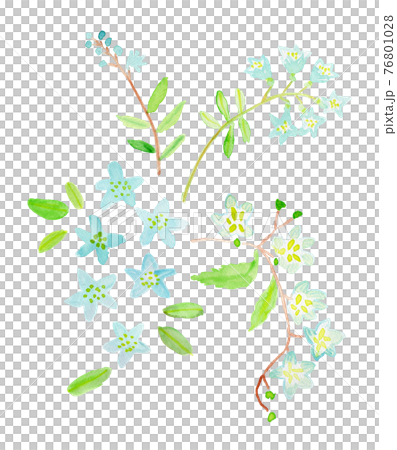 うのはなの水彩イラスト 76801028