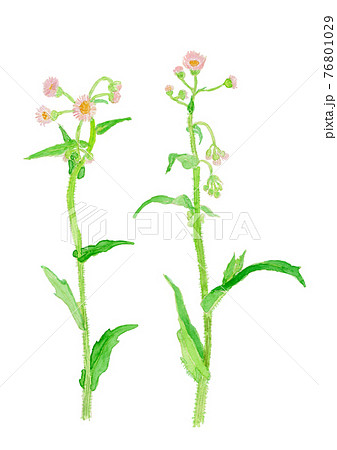 Erigeron philadelphicus ハルジオン 76801029