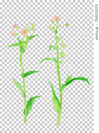 Erigeron philadelphicus ハルジオン 76801029