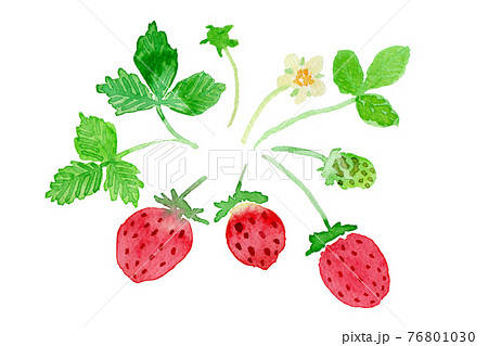 いちごの花と葉と実の水彩イラストのイラスト素材