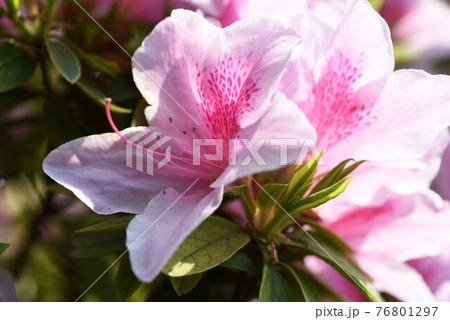 ツツジ ツツジ 76801297