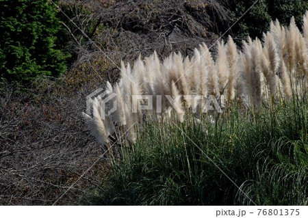 調布市深大寺元町の植物園になるパンパスグラス 調布市深大寺元町の植物園になるパンパスグラス 76801375