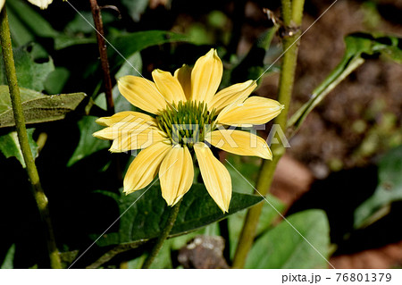 三鷹中原に咲く黄色いエキナセアの花 76801379