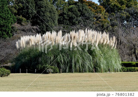 調布市深大寺元町の植物園になるパンパスグラス 調布市深大寺元町の植物園になるパンパスグラス 76801382