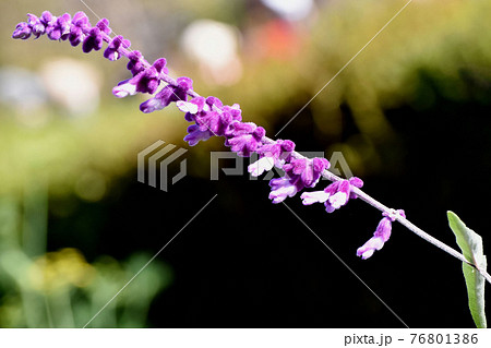 三鷹中原に咲く紫色のアメジストセージの花の写真素材