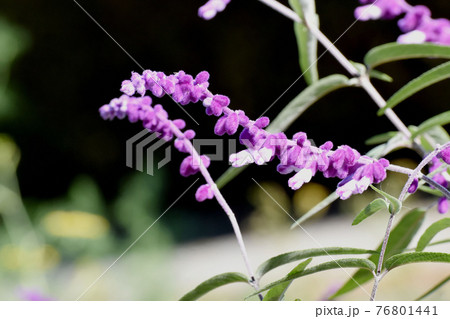 三鷹中原に咲く紫色のアメジストセージの花 76801441