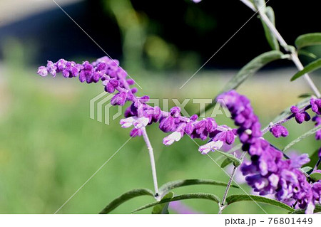 三鷹中原に咲く紫色のアメジストセージの花 76801449