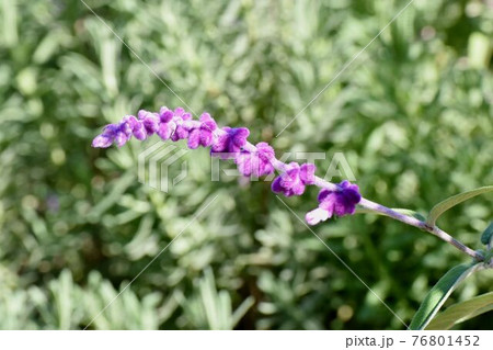 三鷹中原に咲く紫色のアメジストセージの花 76801452