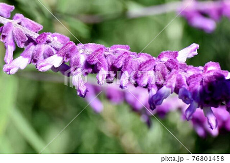 三鷹中原に咲く紫色のアメジストセージの花 三鷹中原に咲く紫色のアメジストセージの花 76801458
