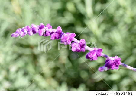 三鷹中原に咲く紫色のアメジストセージの花 三鷹中原に咲く紫色のアメジストセージの花 76801462