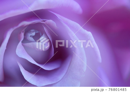 花の女王 76801485