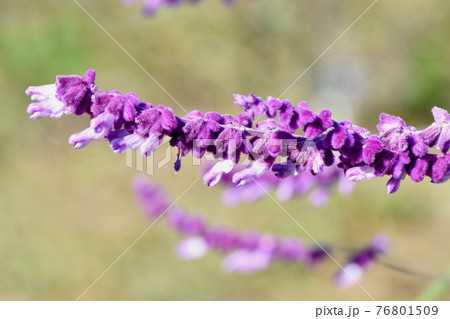 三鷹中原に咲く紫色のアメジストセージの花 76801509