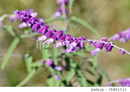 三鷹中原に咲く紫色のアメジストセージの花 三鷹中原に咲く紫色のアメジストセージの花 76801511