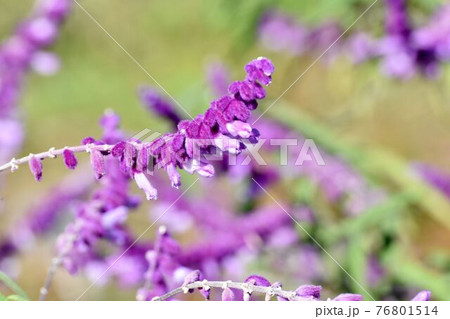 三鷹中原に咲く紫色のアメジストセージの花 76801514