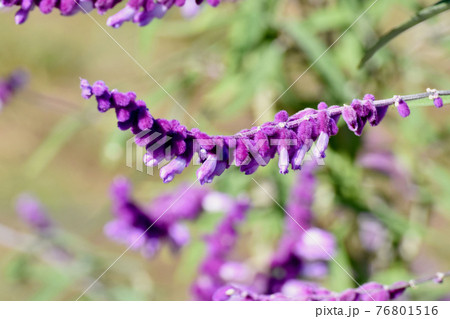 三鷹中原に咲く紫色のアメジストセージの花 76801516