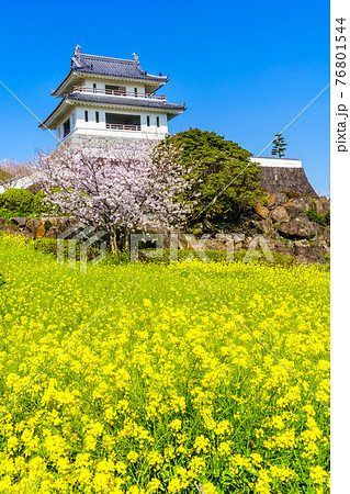 竹崎城址展望台 菜の花と桜 【佐賀県藤津郡太良町】 竹崎城址展望台 菜の花と桜 【佐賀県藤津郡太良町】 76801544